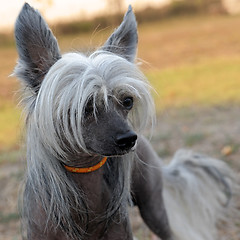 Image showing Chinese Crested Dog