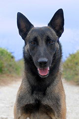 Image showing malinois