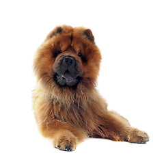 Image showing chow-chow