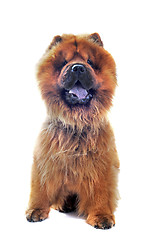 Image showing chow-chow