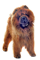 Image showing chow-chow