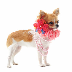 Image showing chihuahua with pearl collar