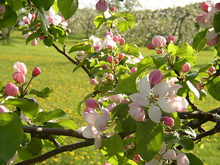 Image showing Apple-blossom