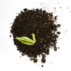 Image showing Germinating bean