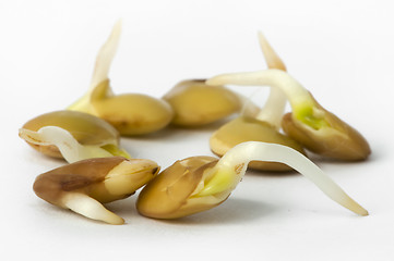 Image showing Sprouted beans and lens close up