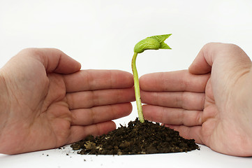 Image showing Germinating bean