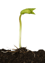 Image showing Germinating bean