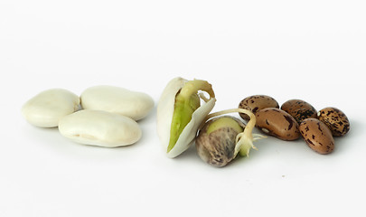 Image showing Sprouted beans close up 