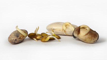 Image showing Sprouted beans close up 