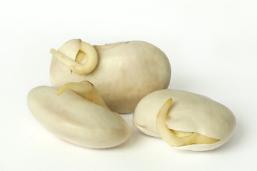 Image showing Sprouted beans close up 