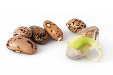 Image showing Sprouted beans close up 
