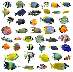 Image showing fishes