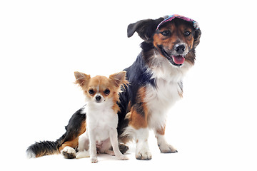 Image showing puppy chihuahua and corgi