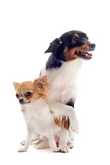 Image showing puppy chihuahua and jack russel terrier