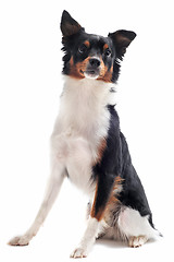 Image showing border collie