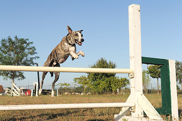 Image showing jumping whippet