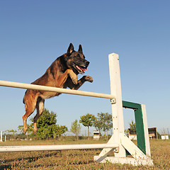 Image showing jumping malinois