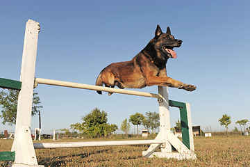 Image showing jumping malinois