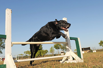 Image showing labrador retriever in agility