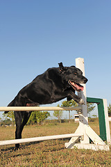 Image showing old abrador retriever in agility