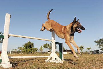 Image showing jumping malinois