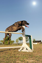 Image showing jumping dog