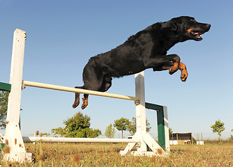 Image showing  beauceron in agility