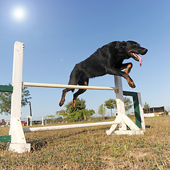 Image showing beauceron in agility