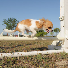 Image showing jumping chihuahua