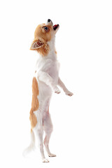 Image showing puppy chihuahua upright