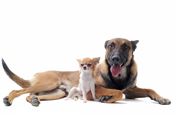 Image showing chihuahua and malinois