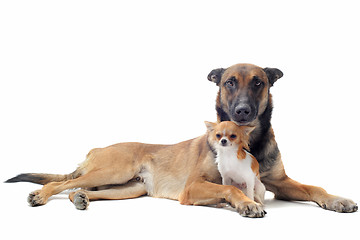 Image showing puppy chihuahua and malinois