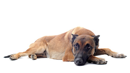 Image showing malinois