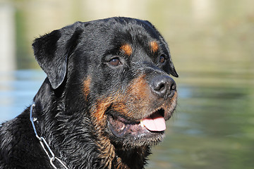 Image showing rottweiler