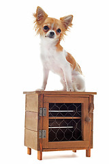 Image showing puppy chihuahua