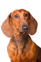 Image showing Dachshund Dog on  isolated  white 