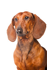 Image showing Dachshund Dog on  isolated  white 