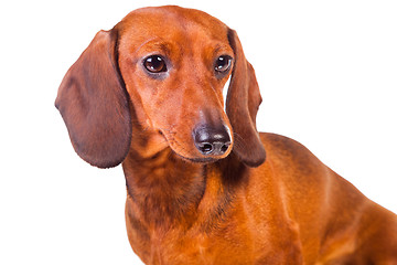 Image showing Dachshund Dog on  isolated  white 