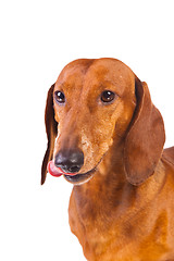 Image showing Dachshund Dog on  isolated  white 