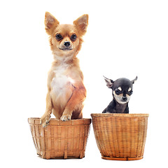 Image showing two chihuahuas