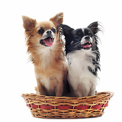 Image showing two chihuahuas