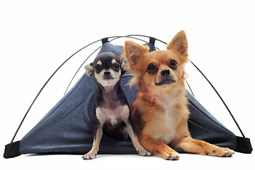 Image showing puppy and adult chihuahuas in tent