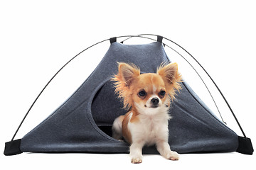 Image showing puppy chihuahua in camp tent