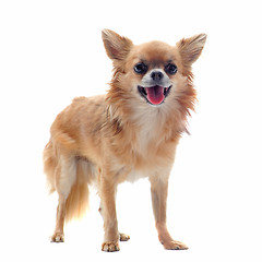 Image showing brown chihuahua