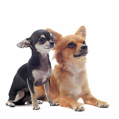 Image showing puppy and adult chihuahuas