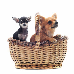 Image showing chihuahuas in a basket