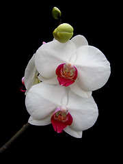 Image showing Orchid