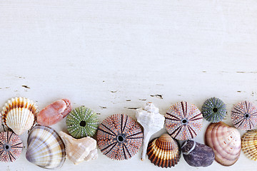 Image showing Background with seashells