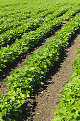 Image showing Rows of soy plants in a field