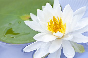 Image showing Lotus flower